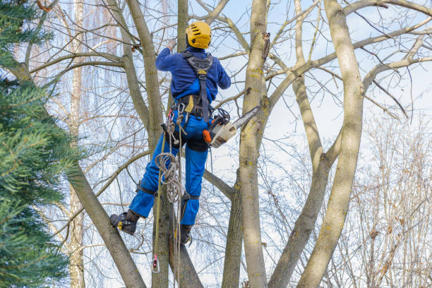 Tree and Shrub Care in Berlin, WI