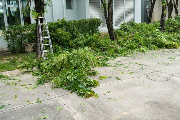 How Our Tree Care Process Works  in  Berlin, WI
