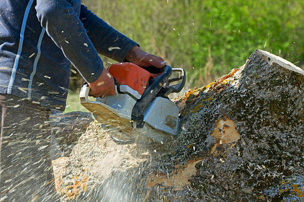 Berlin, WI Tree Services Company